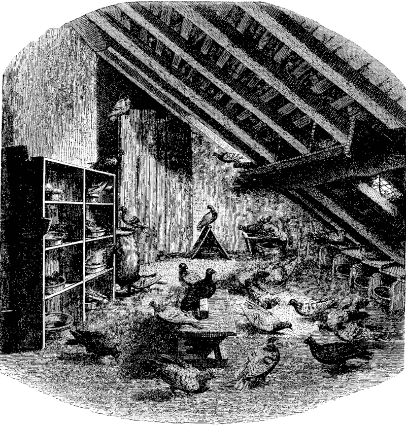 T5-_d645_-_Fig._507._—_Le_colombier_de_M._Derouard,_à_Paris